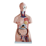 Torso De Luxe Disectible En 40 Partes  85cm