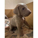 Cachorros Weimaraner (braco De Weimar)