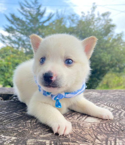 Cachorros Pomsky Med,bog,cali Animal Pets Colombia 