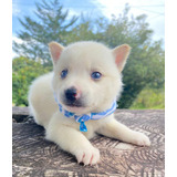 Cachorros Pomsky Med,bog,cali Animal Pets Colombia 