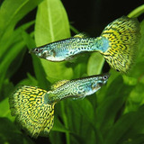 Guppy Cobra (casal)