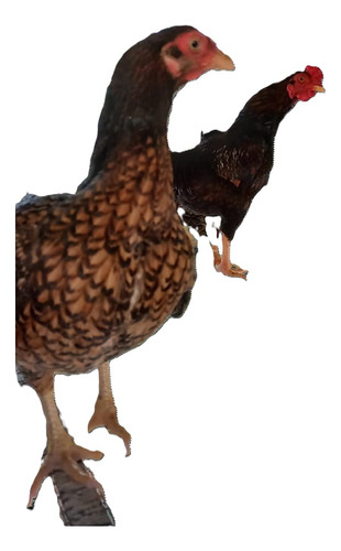 Ovos Férteis Mini Cornish Dark Aves Ornamentais (6 Unidades)