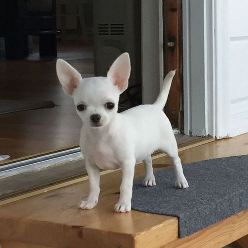 Cachorro Chihuahua Blanco Cabeza De Manzana 08