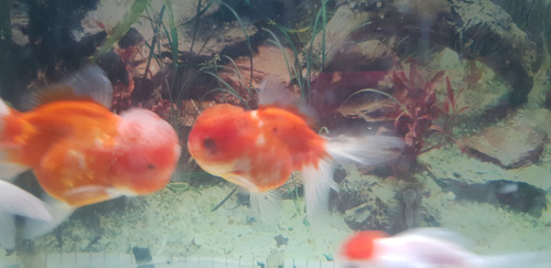 Pez Oranda Cabeza De León Agua Fria Fotos Reales 