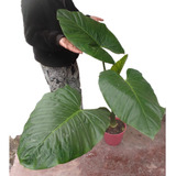 Manto De Eva - Alocasia Planta De Interior