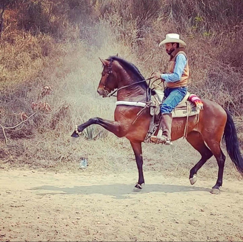 Yegua Española Con Baile, Microchip Y Registro 7 Años