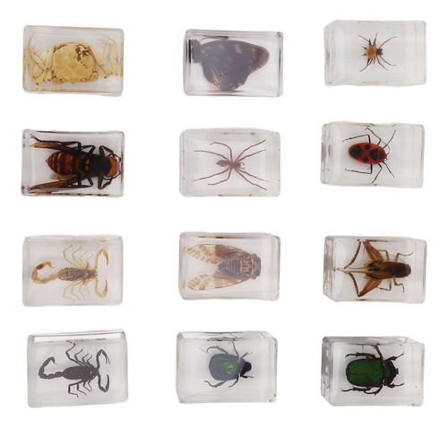 12 Unidades De Espécimes De Insetos Reais Transparent Resin