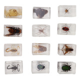 12 Piezas De Especímenes De Insectos Reales De Resina Transp