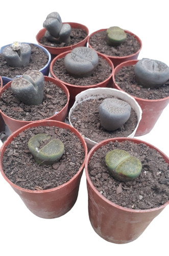 Lithops O Cactus Piedra N° 8. Cactus Y Suculentas Colección 