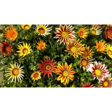 135 Semillas De Gazania - Mezcla Flor Spleders 5 Paquetes