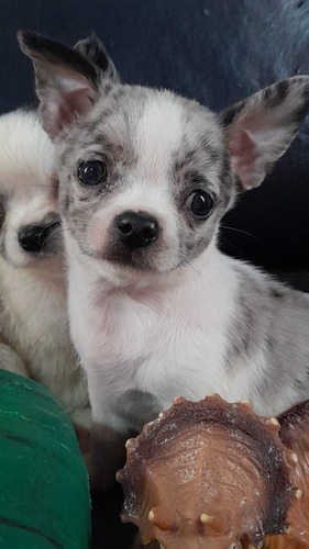 Chihuahua Mini