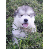 Espectaculares Cachorros Alaskan Malamute De Pelo Largo 