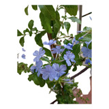 Jazmín Del Cielo Enredadera Flores Celestes Azules Envíos 