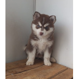 Perros Cachorros Pomsky Mini De Cuarta Generación Disponible