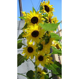 Semillas De Girasol Multifloral - 100% Naturales