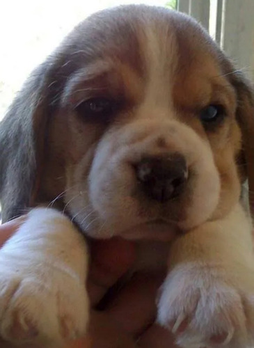 Cachorro Beagle Excelente Calidad!!