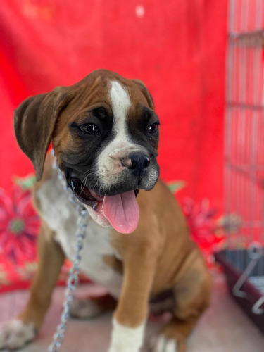 Boxer Cachorros