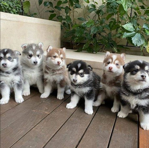 Husky Siberiano Cachorros Adorables 