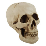 Crânio Caveira Esqueleto Tamanho Real Grande Decorativo 20cm