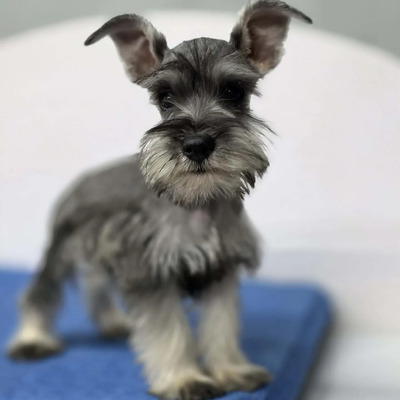 Cachorros Schnauzer Mini En Precio De Oferta!! Aptos A Cpri | Meses sin interés