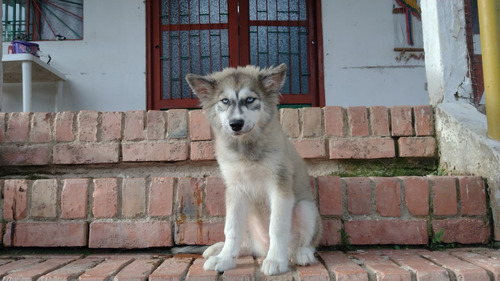 Cachorra Husky 