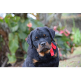 Cachorro Rottweiler Macho Con Pedigri