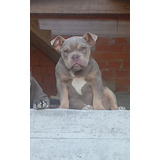 Cachorro American Bully Exotico