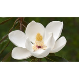 Sementes Flor Magnolia Grandiflora Árvore Rosa P/ Mudas