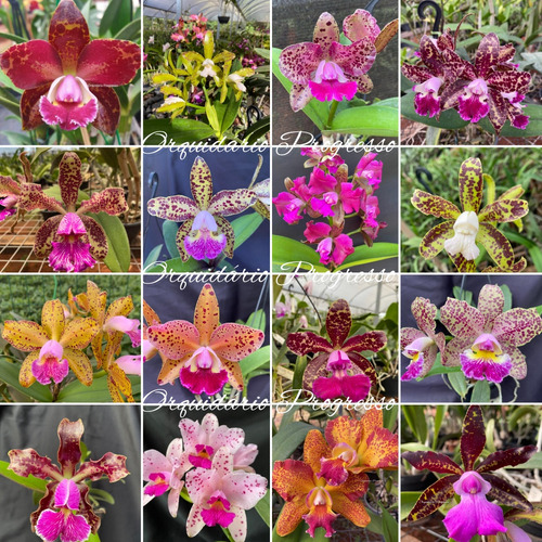 Kit Com 6 Mudas De Orquídea Cattleya Pintada Para Replantar 