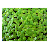 Pack Plantas Flotantes Lemna Minor Y Major - Porcion 30x30