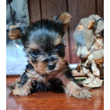 Yorkshire Terrier Pelo Seda Micromini Pedrigue