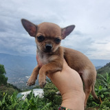 Chihuahua Macho 2 Meses Vacunado Y Desparacitado.  Garantía