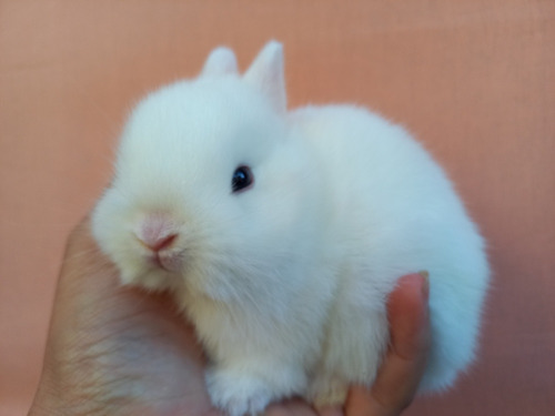 Coelho Anão Netherland Dwarf