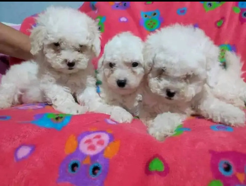 Poodle Toy Bellos Bebes 