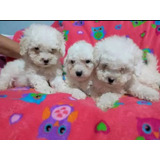Poodle Toy Bellos Bebes 