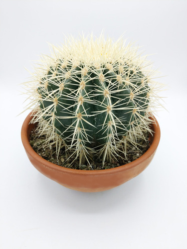 Cactus Erizo Regalos Recuerdos 
