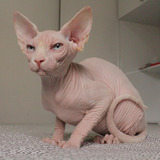 Lindos Filhotes Sphynx 