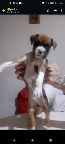 'cachorro Boxer