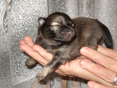 Coqueto Pomerania Pedigri Garantía De Vida Vacunas 43