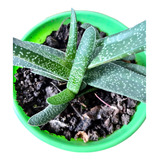 Planta Natural Gasteria 