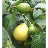 15 Semillas Común De Guayaba (psidium Guajava) Árbol Frutal.