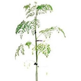 Acacia De Albata - Aromo Francés - Hermoso - E. Caba Y Gba