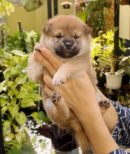 Cachorros Shiba Inu