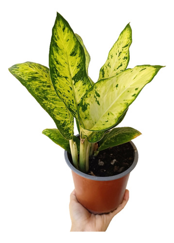 Dieffenbachia Tropic Lime Planta De Interior