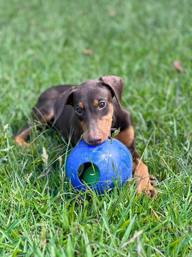 Venta Doberman Puros Macho