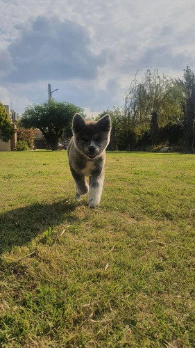 Cachorros Akita Inu