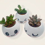 Planta Suculenta  Trio De Caritas Kawaii 