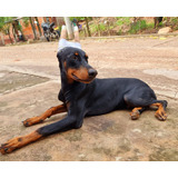 Cachorros Doberman  De 5 Meses De Edad Con Corte De Orejas