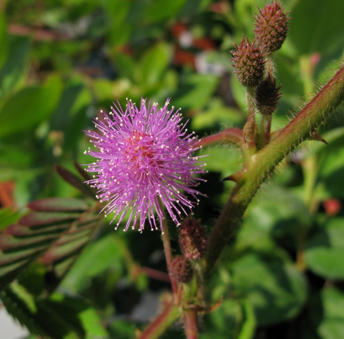 20 Semillas De Mimosa Pudica - Mimosa Sensitiva Codigo 342