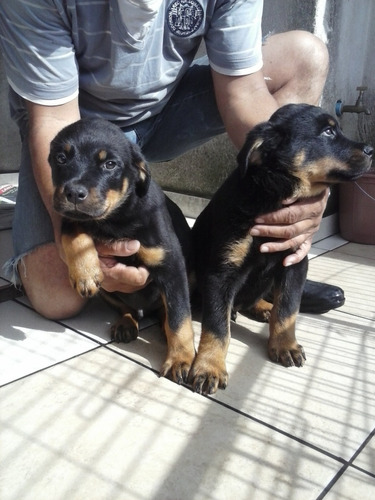 Filhotes De Rottweiler